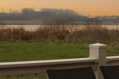 a deer standing in the grass next to a river at Tranquil Lodge with river views in Hambleton