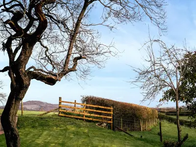 a tree in a field next to a fence at Bay Bungalow in Bolton le Sands