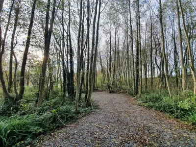 a dirt road in the middle of a forest with trees at Log cabin in private woodland with lake in Borwick