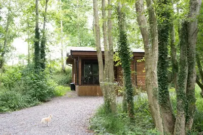a cabin in the woods with a cat standing in front at Log cabin in private woodland with lake in Borwick