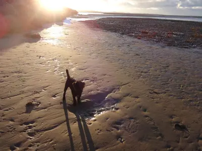 a dog walking on the beach at Seaview Cottage Lake District Coast in Millom
