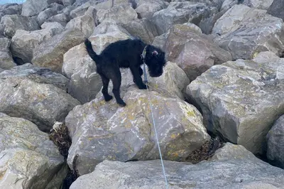 a small black dog standing on a rock at Seaview Cottage Lake District Coast in Millom