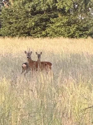 three deer standing in a field of tall grass at Couples - Retreat Dog Friendly in Appley Bridge