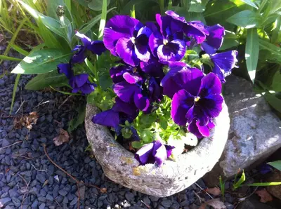 a pot filled with purple flowers on the ground at South Beach Apartments in Blackpool
