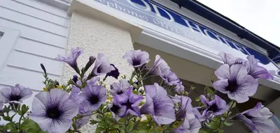 a bunch of purple flowers in front of a building at Ashwood Hotel in Preston