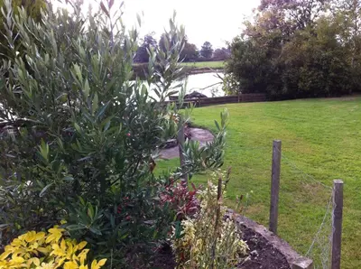 a bird standing in a garden near a tree at Merok Lodge in Great Eccleston