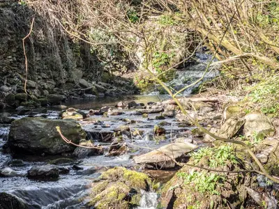 a stream of water with rocks and trees at Woodburn Cottage in Soutergate