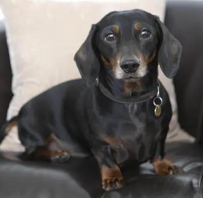 a black and brown dog sitting on a couch at Hope Street Hotel in Liverpool