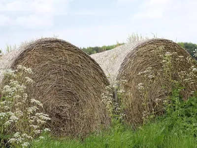 two large bales of hay in a field with flowers at The Stable in Burscough