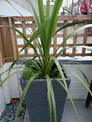 a plant in a pot on a patio at The Georgian Hollies Hotel in Blackpool
