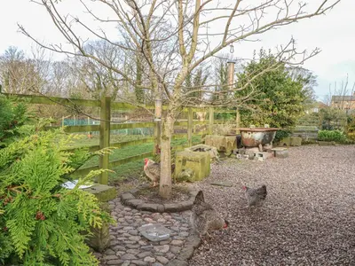 two birds standing around a tree in a garden at Maltkiln Cottage At Crook Hall Farm in Mawdesley