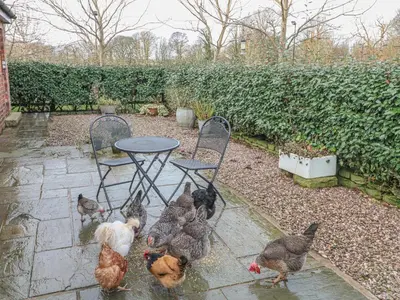 a group of chickens standing around a table and chairs at Maltkiln Cottage At Crook Hall Farm in Mawdesley