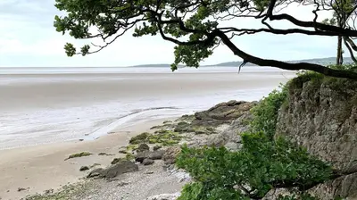 a view of a beach with a tree at Pye Hall Cottage in Silverdale