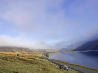 a sheep grazing on a hill next to a lake at Raceside Farm in Silecroft