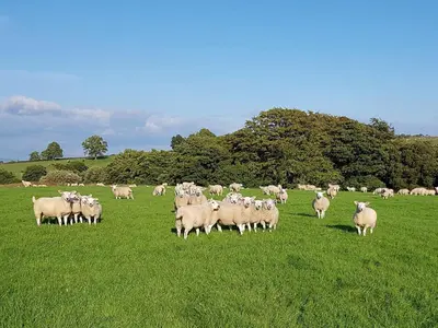 a herd of sheep grazing in a field of grass at Stone Mouse Cottage in Harrop Fold
