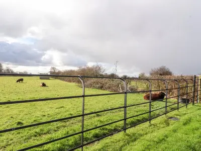 a group of cows grazing in a field behind a fence at Deekswood in Pilling