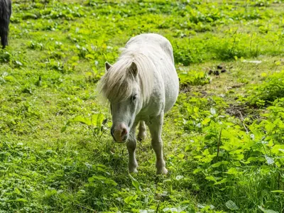 a white horse walking in a field of grass at Hay Barn in Burton in Lonsdale