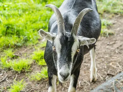 a goat with long horns standing in a field at Hay Barn in Burton in Lonsdale