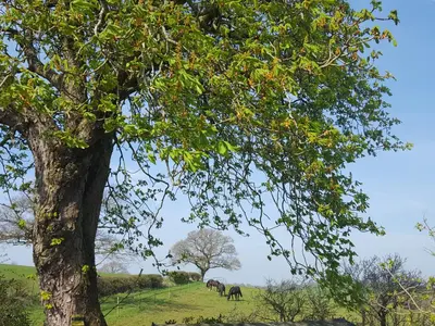 a group of elephants grazing in a field next to a tree at Bridleway Cottage in Wennington