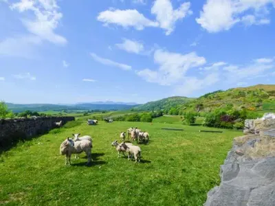a herd of sheep grazing in a field of grass at High House in High Newton