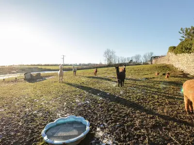 a group of animals standing in a field with a trough at The Granary Loft in Sunbrick