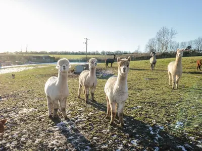 a group of sheep standing in a field at The Granary Loft in Sunbrick