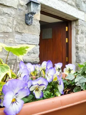 a pot of purple and white flowers in front of a door at The Byre in Grange Over Sands