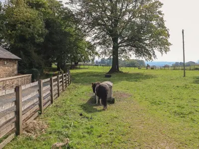 two horses standing in a field next to a fence at Stable Cottage in Burton in Lonsdale