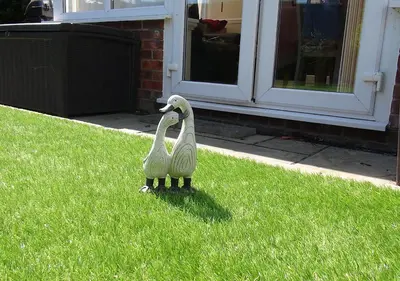 two swans standing in the grass in front of a door at Chateau julie in Liverpool