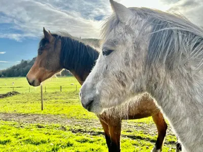 two horses standing next to each other in a field at Log home village in Ulverston