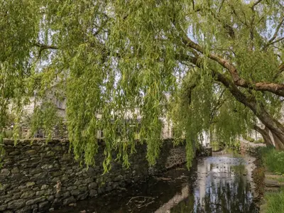a weeping willow tree hanging over a river at Herdwick Cottage in Grange Over Sands