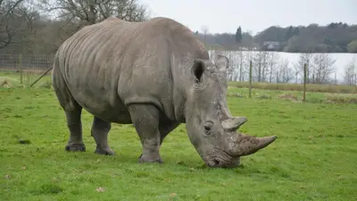 a rhino grazing in a field of grass at Holiday Inn Haydock by IHG in Haydock