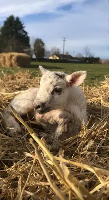 a lamb laying in the hay in a field at The Farm Burscough in Burscough