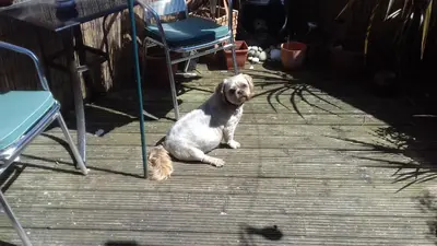 a brown and white dog sitting on a wooden deck at Elmfield in Blackpool