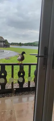 a duck sitting on the railing of a balcony at Tegid Lodge- Pine Lake Resort in Carnforth