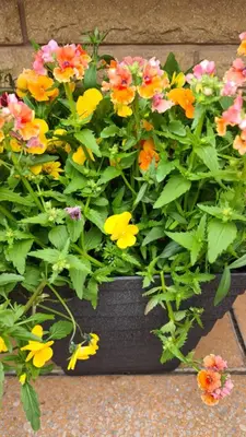 a bunch of flowers in a pot on the ground at The Beverley Hotel in Blackpool