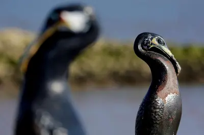 two birds are standing next to each other at Best Western Lancaster Morecambe Lothersdale Hotel in Morecambe