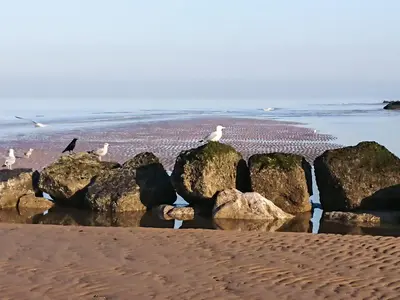 a group of birds sitting on rocks on the beach at Jasmin's Retreat in Cleveleys
