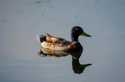 a duck swimming in a body of water at Carmels Caravan Borwick Lakes in Carnforth