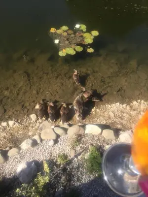 a group of baby birds swimming in a pond at Carmels Caravan Borwick Lakes in Carnforth