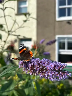 a butterfly sitting on top of a purple flower at The Stopping Point- Exceptional Cumbrian Cottage in Flookburgh