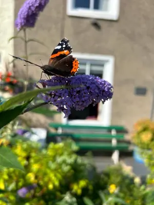 a butterfly is sitting on a purple flower at The Stopping Point- Exceptional Cumbrian Cottage in Flookburgh