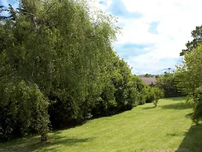 a row of trees in a field of grass at The Liver View in Birkenhead