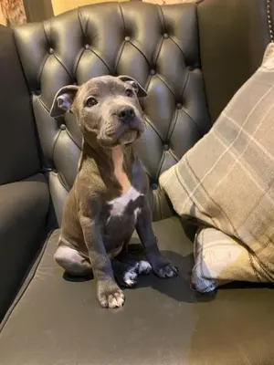 a brown dog sitting on a leather couch at The Strawbury Duck Inn in Darwen