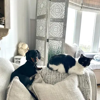 a dog and a cat sitting on a couch at HomeStay In The Bay By The Beach in Heysham