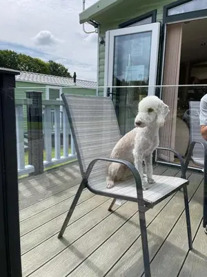 a small white dog sitting on a chair on a porch at 28 Borwick Lakes in Carnforth