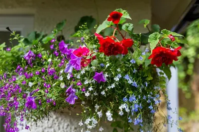 a bunch of flowers in a hanging basket at Hampsfell Cottage, quaint and comfy by the Lake District in Grange Over Sands