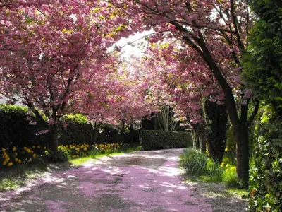 a dirt road with trees with pink flowers on it at Whitmore in Lancaster