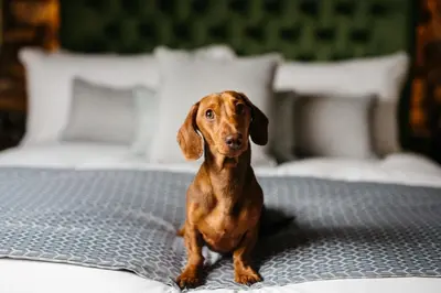 a brown dog sitting on top of a bed at Quite Simply French in Lancaster