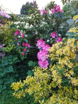 a garden of flowers with pink and yellow flowers at Luxury 5* Home with Secret Garden and Free Parking in Liverpool